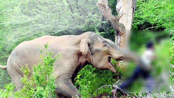 காட்டு யானை தாக்கி நால்வர் உயிரிழப்பு! 